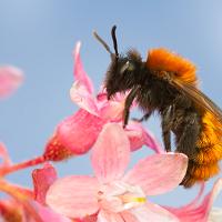 Tawny Mining Bee 7 